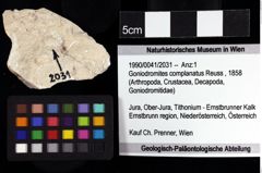 Foto (Objket + Etiketten) von Goniodromites complanatus (Reuss, 1858) 